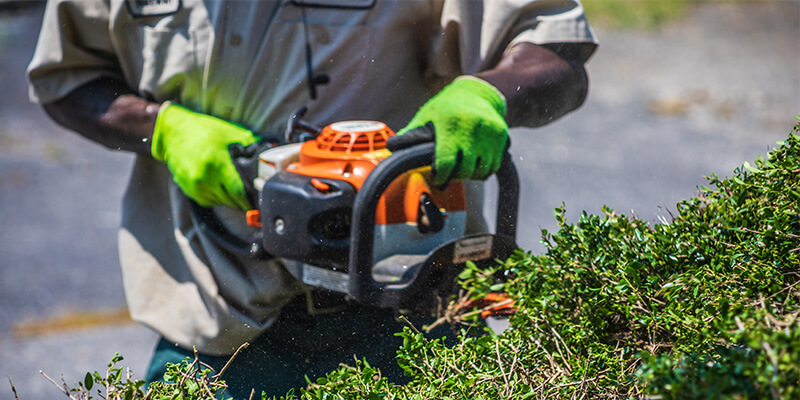 Landscaper cutting hedges with equipment